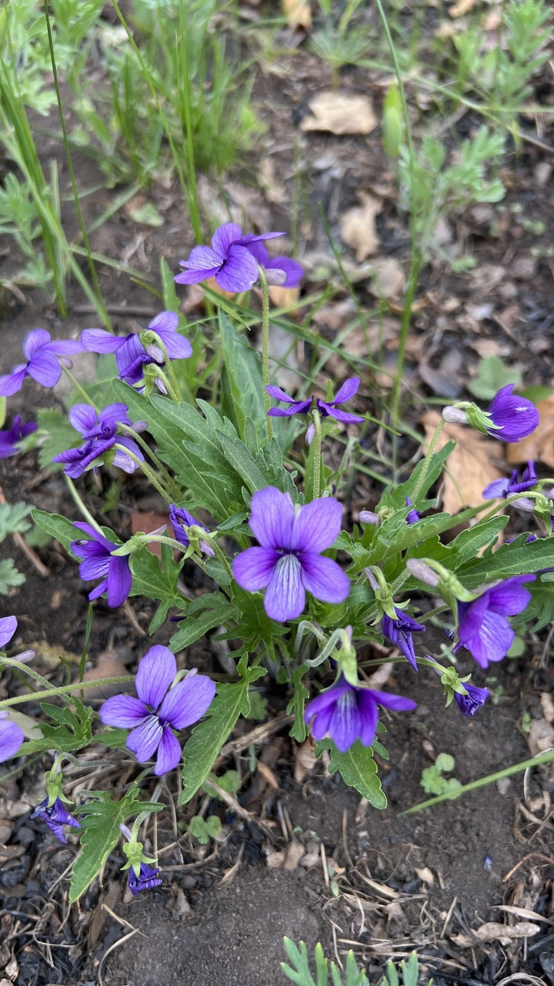 Viola × juzepczukii