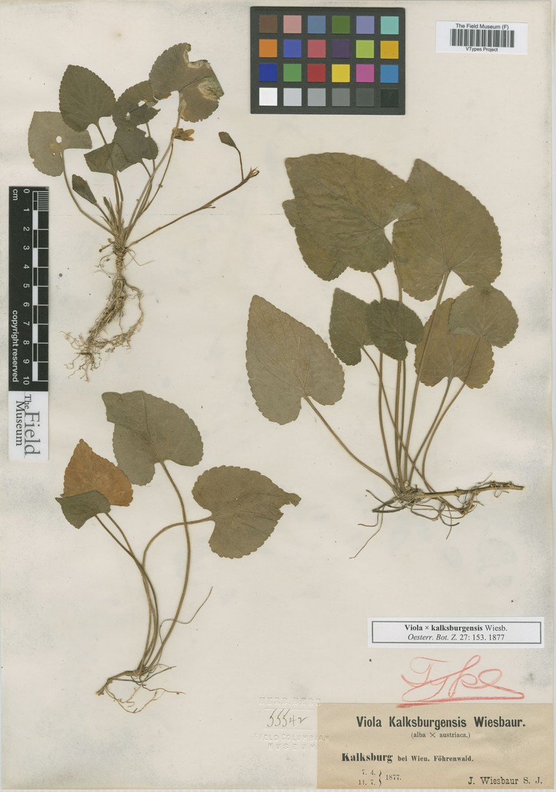 Viola × kalksburgensis