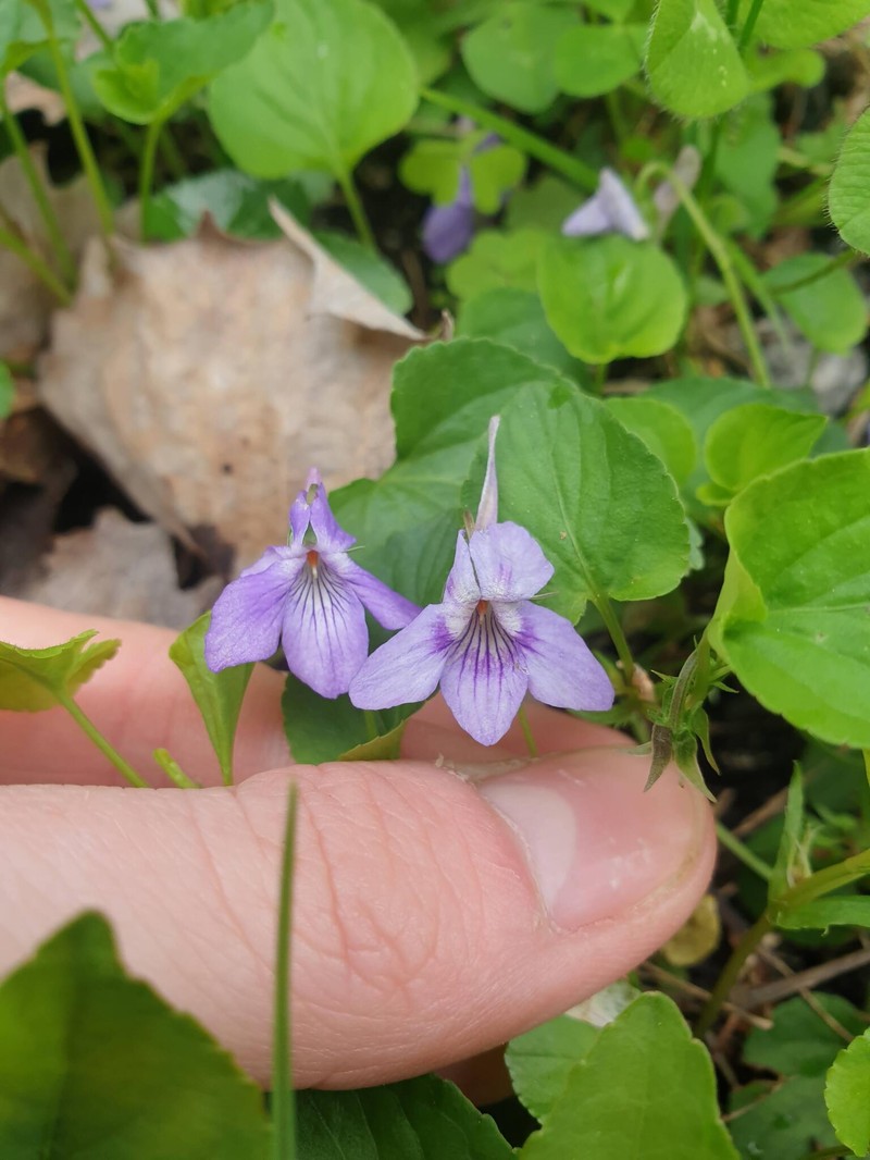 hybrid violet