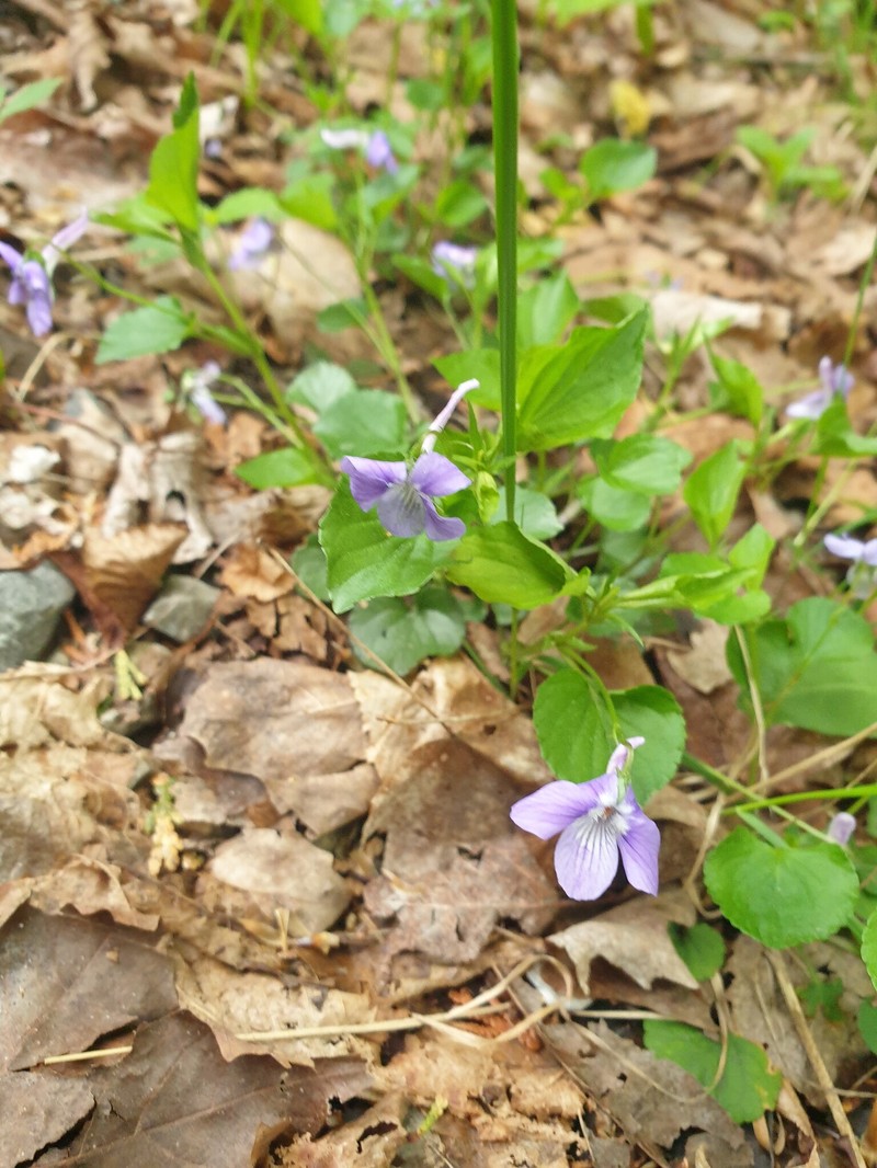 hybrid violet photo 2