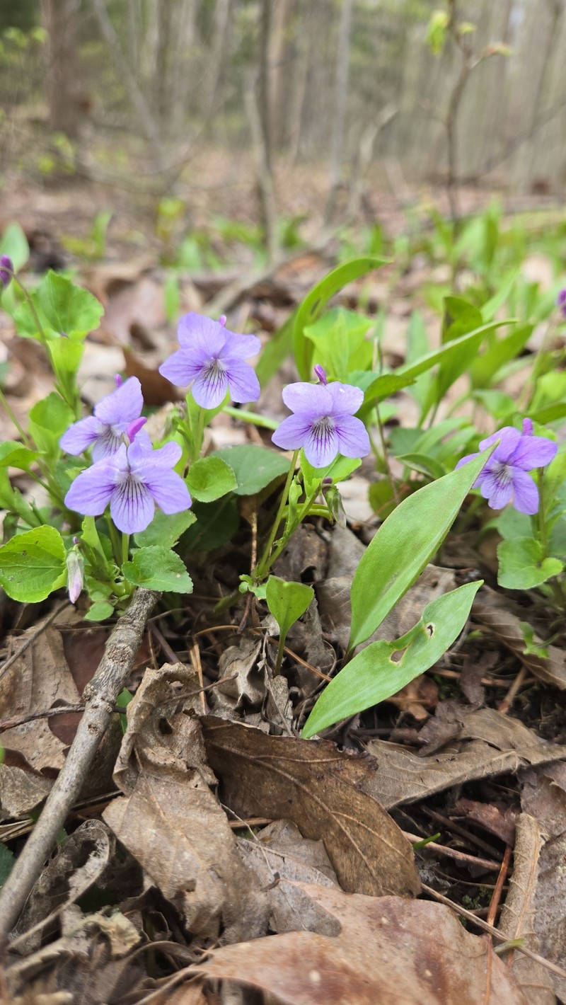 hybrid violet photo 3