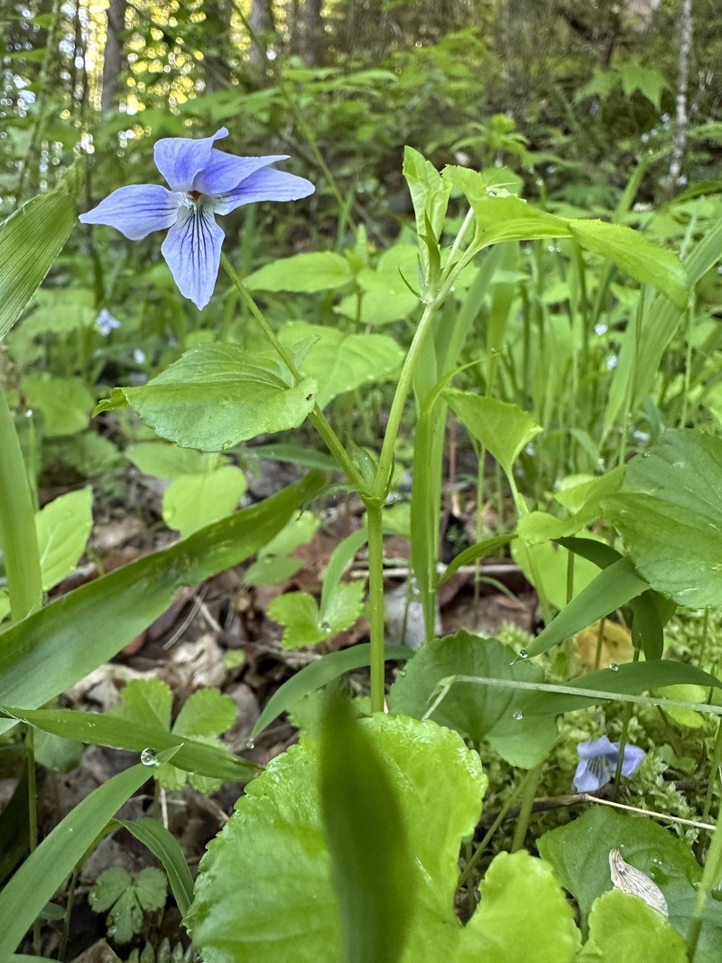 hybrid violet photo 4