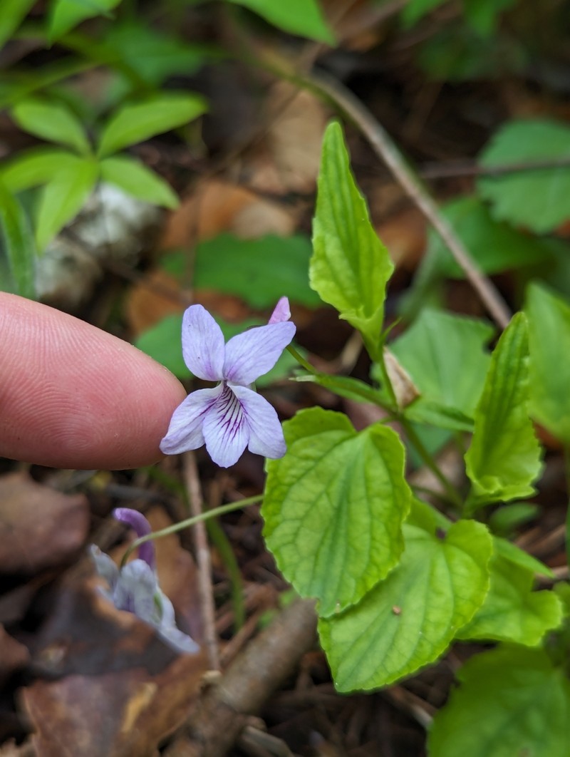 hybrid violet photo 5