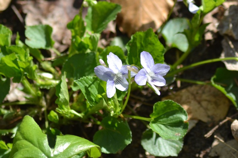 hybrid violet photo 6