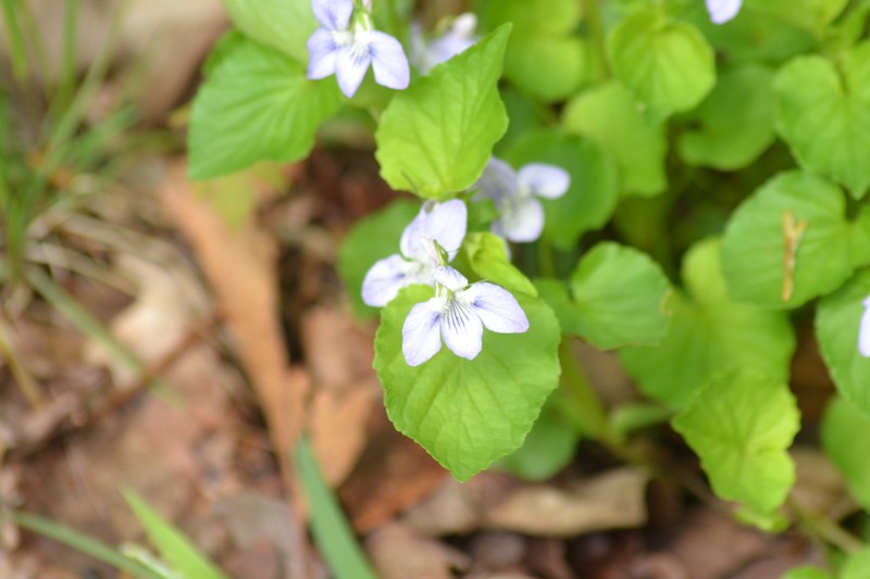 hybrid violet photo 7
