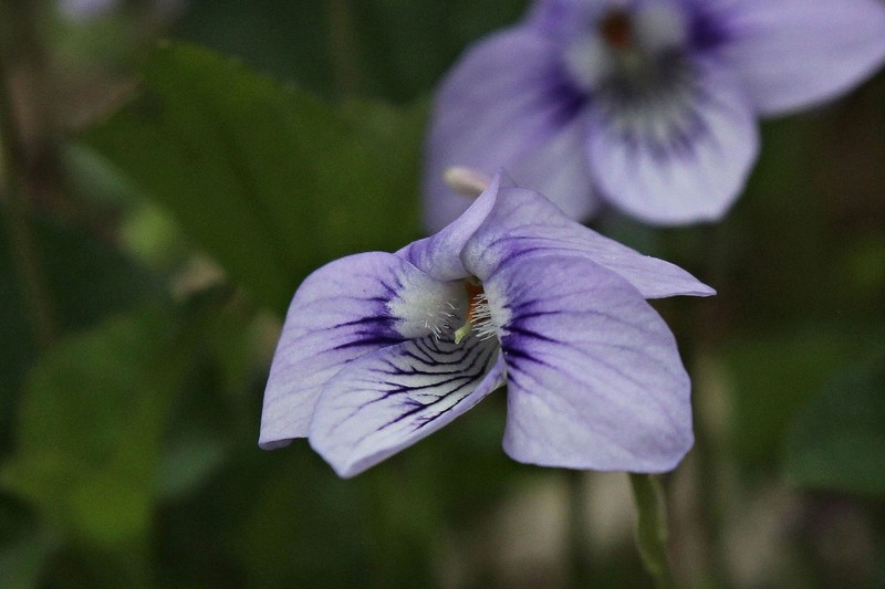 hybrid violet photo 8