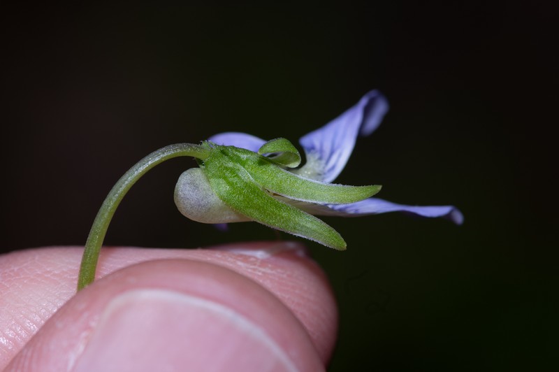 hybrid violet