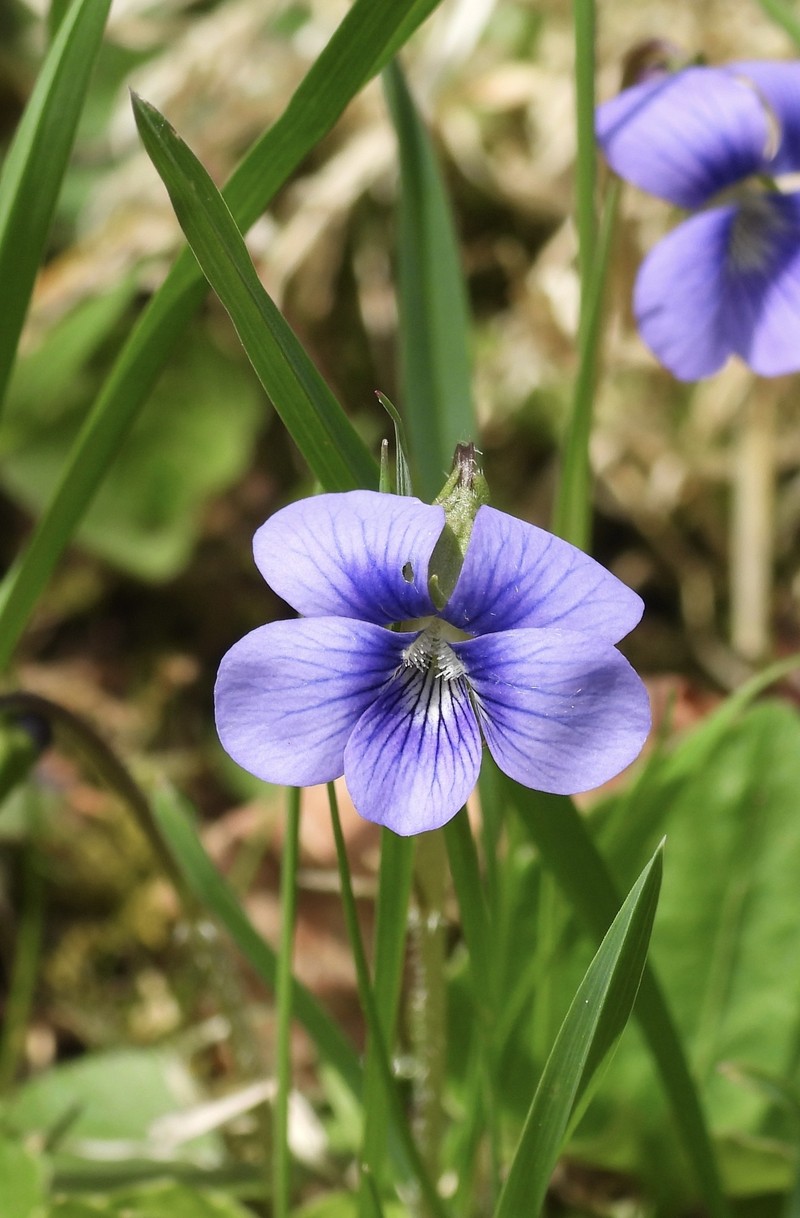 hybrid violet photo 2