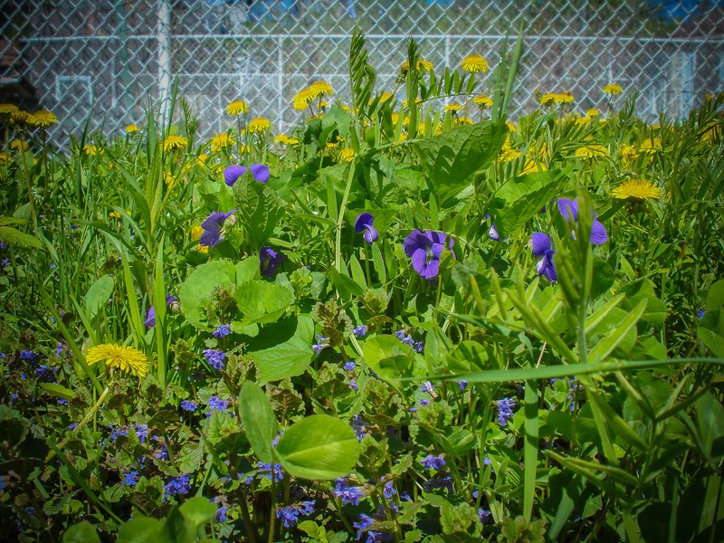 hybrid violet photo 3