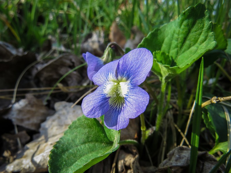 hybrid violet photo 4