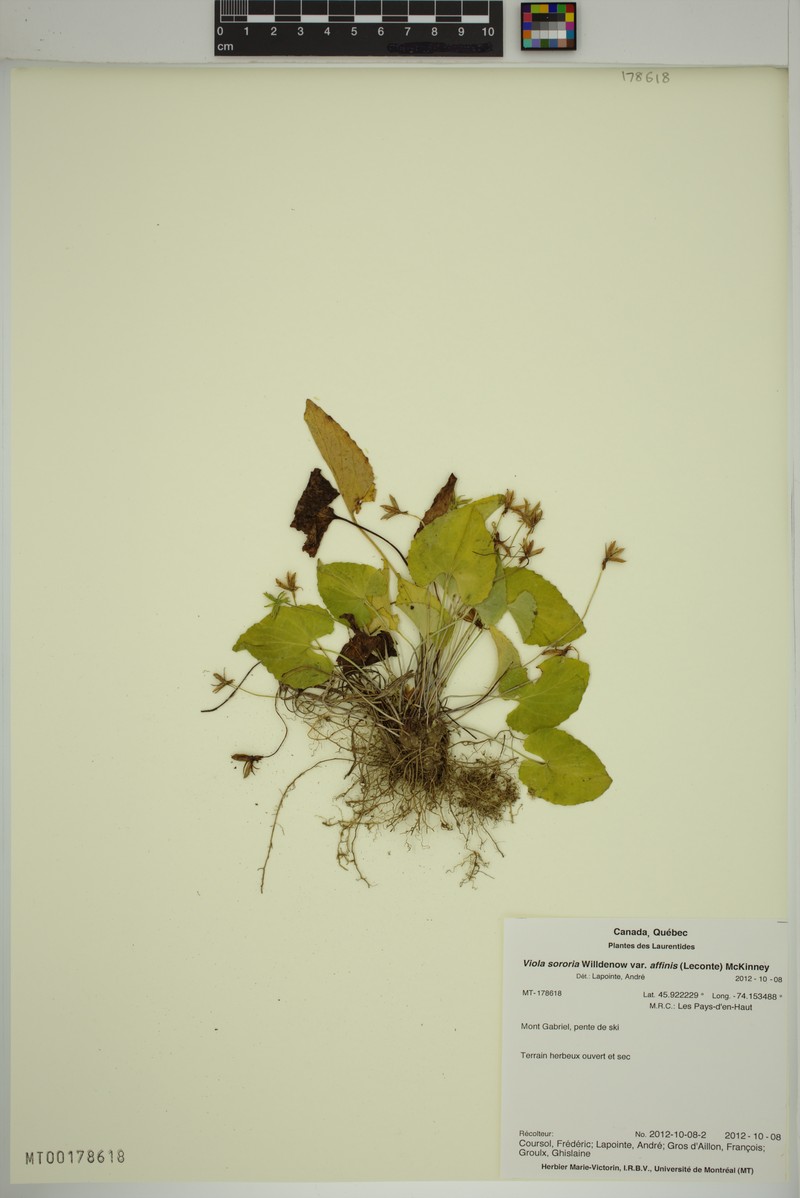 hybrid violet photo 6