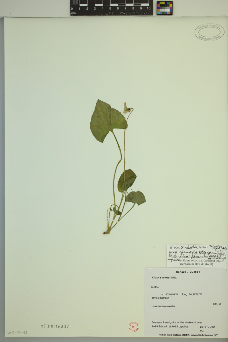 hybrid violet photo 7