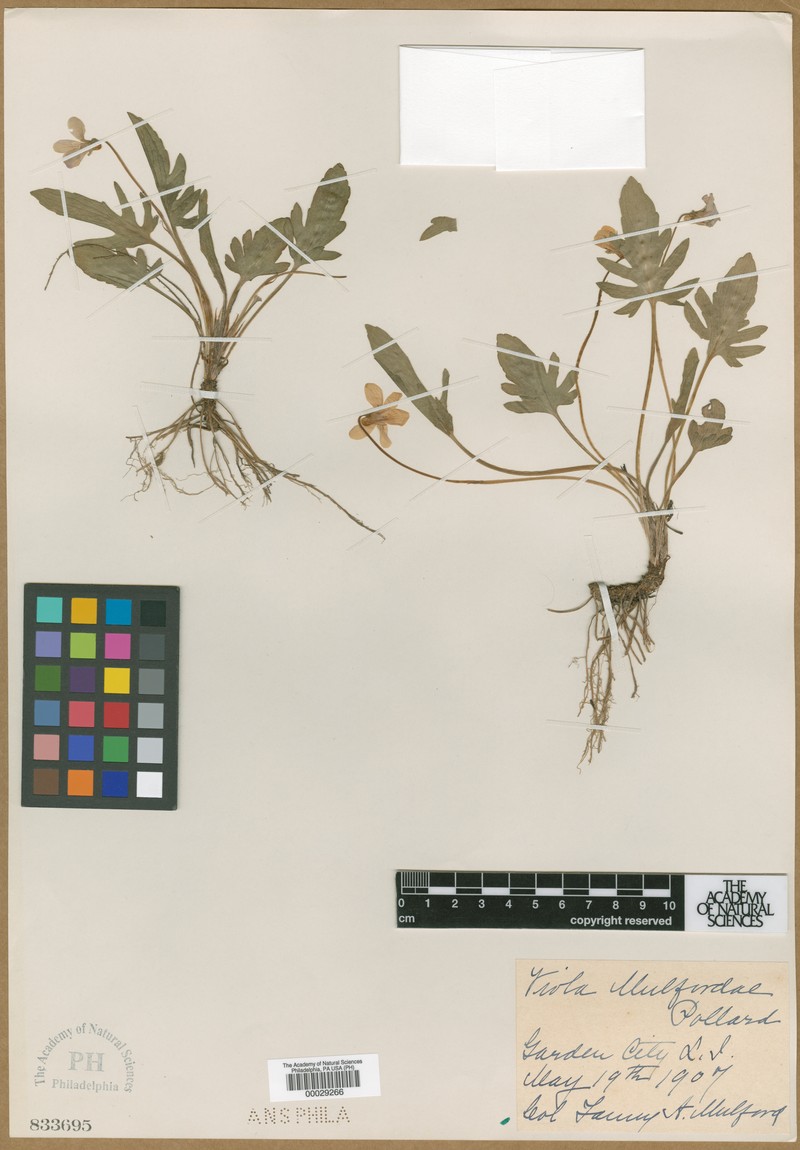 hybrid violet