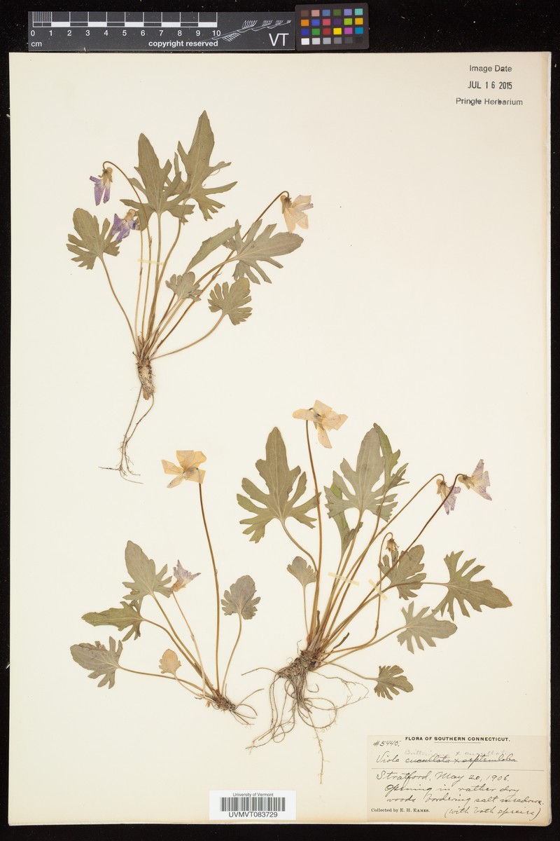 hybrid violet photo 3