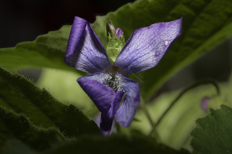 Viola × parca