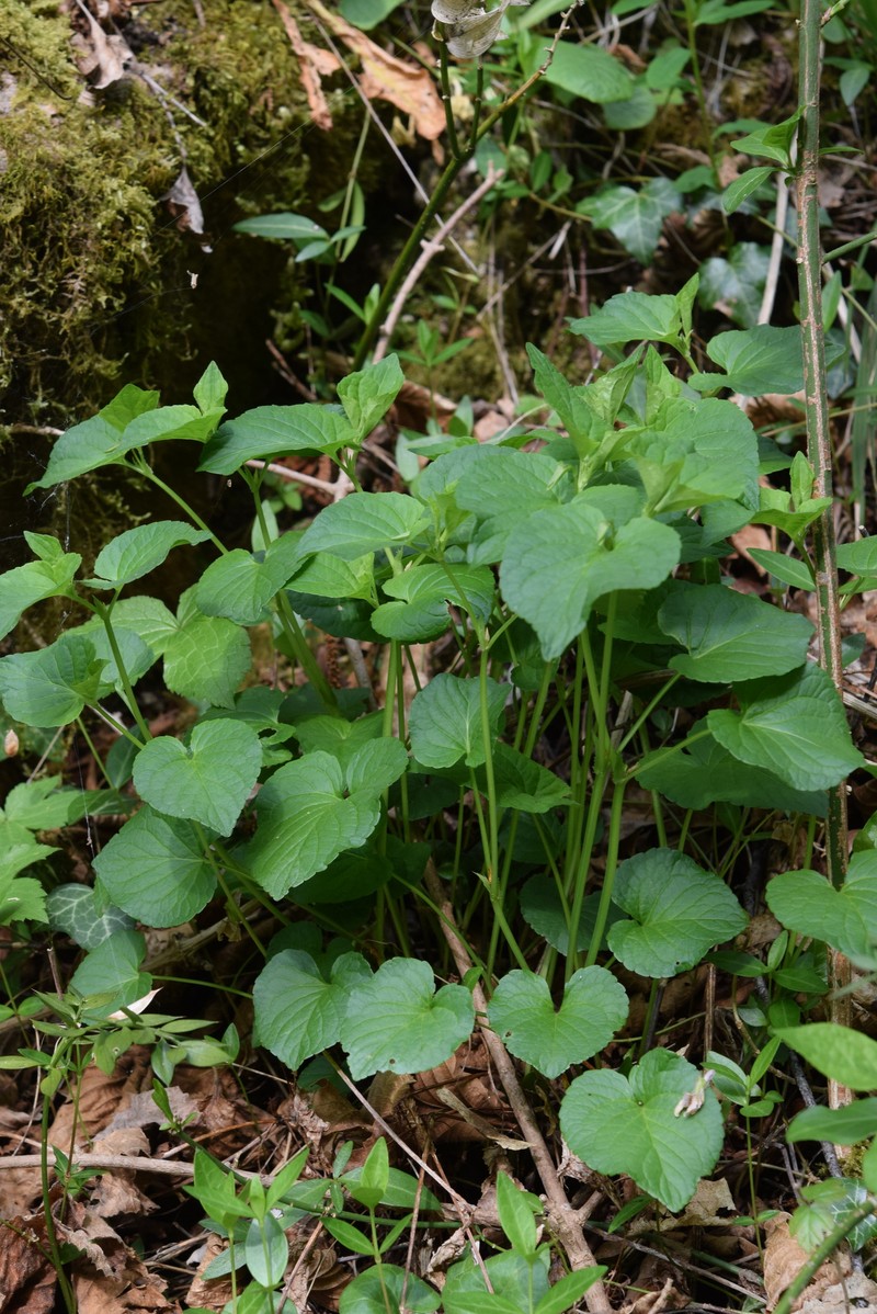 Viola × perplexa