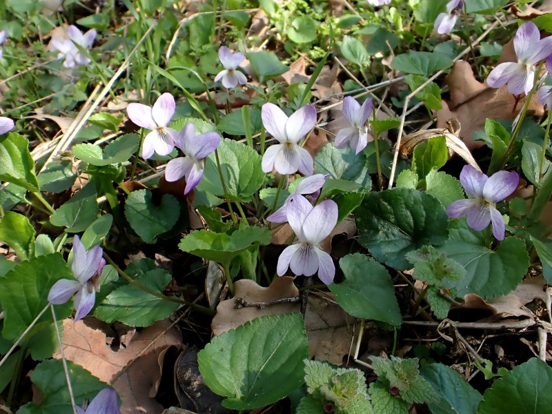 Viola × pluricaulis