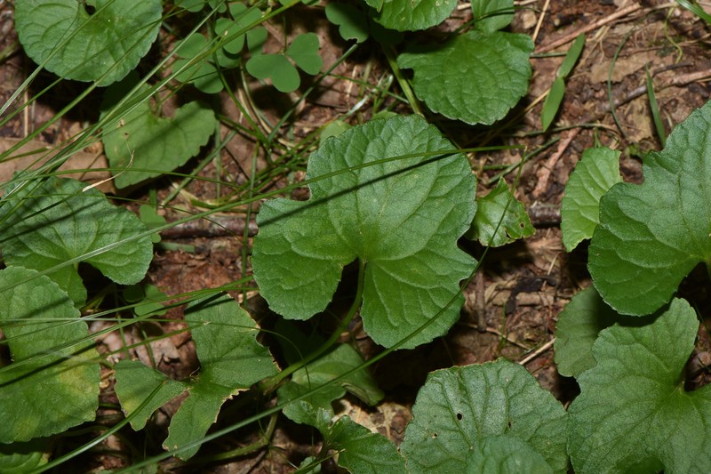 Peck's Violet
