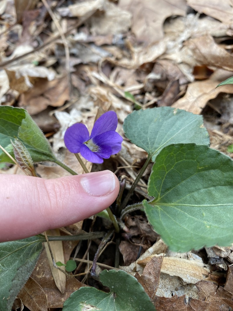 Peck's Violet photo 2