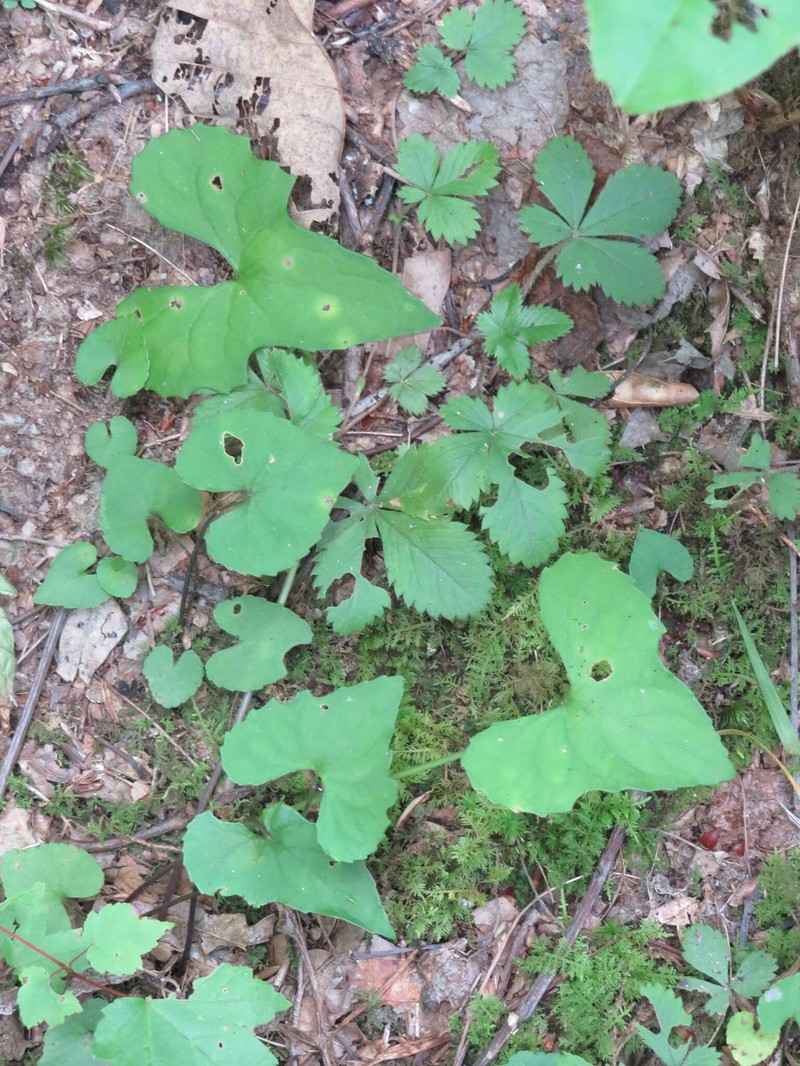 Peck's Violet photo 3