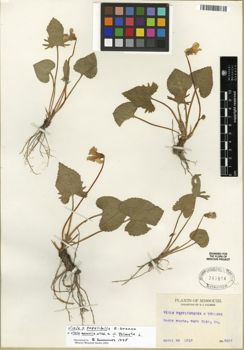 Peck's Violet photo 5