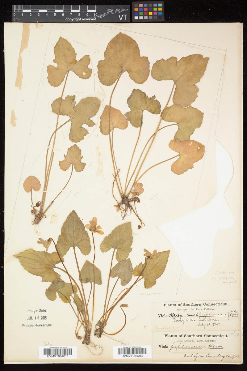 Peck's Violet photo 6