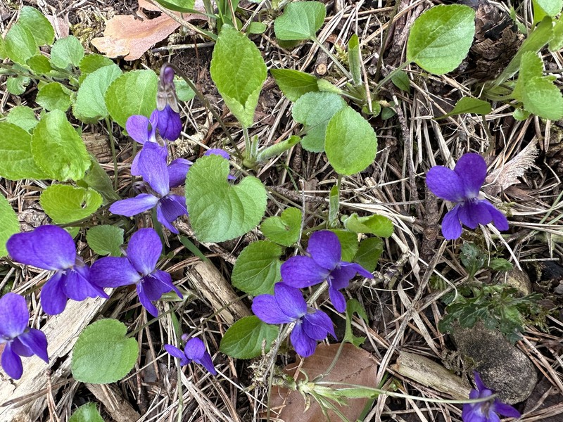 Viola × porphyrea