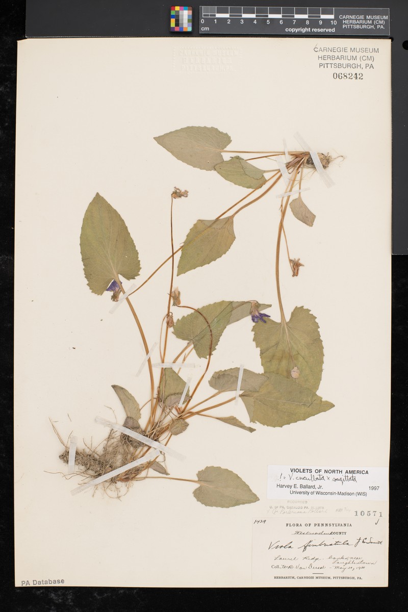 hybrid violet photo 6