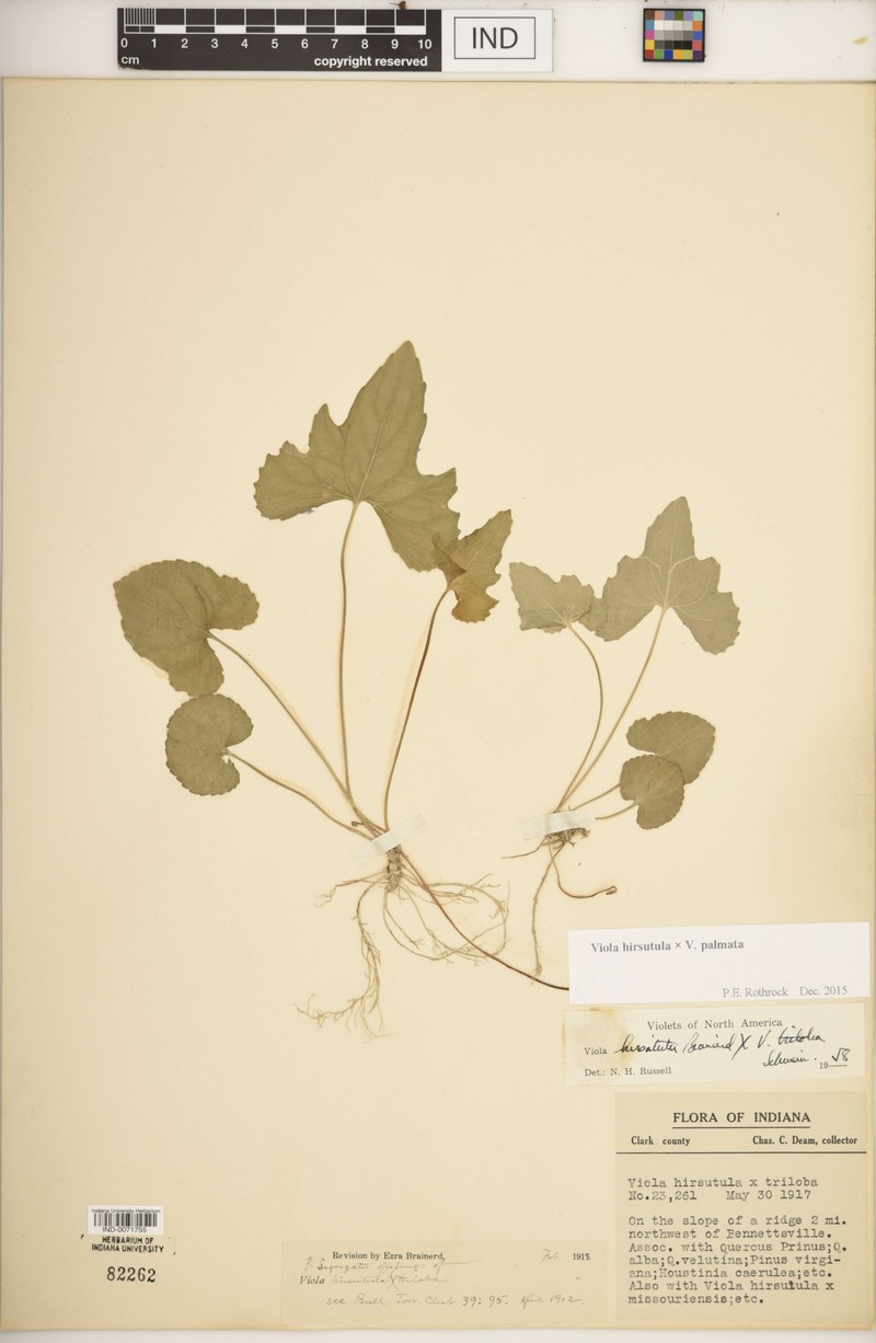 hybrid violet