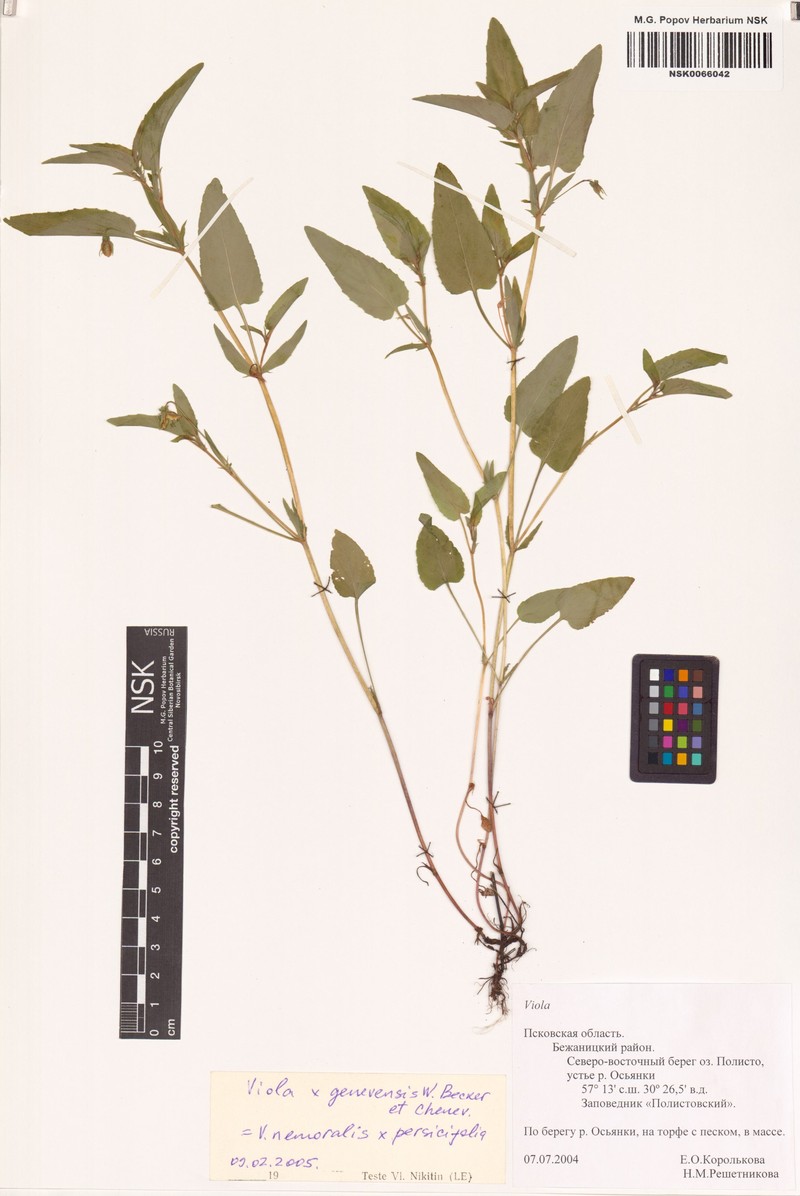 Viola × ritschliana