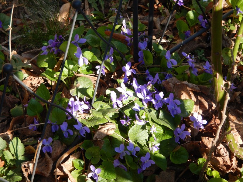 Viola × scabra