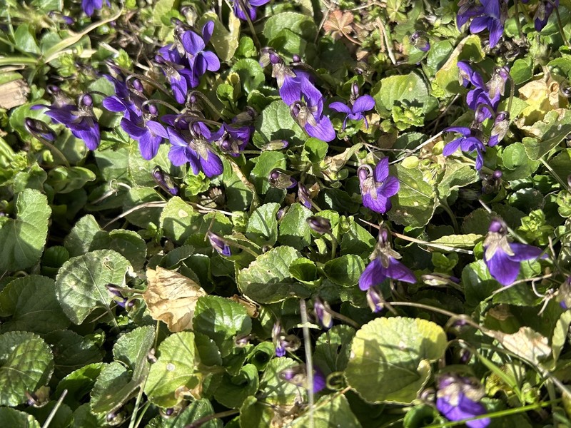 Viola × scabra photo 2