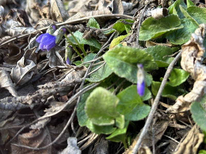 Viola × scabra photo 3