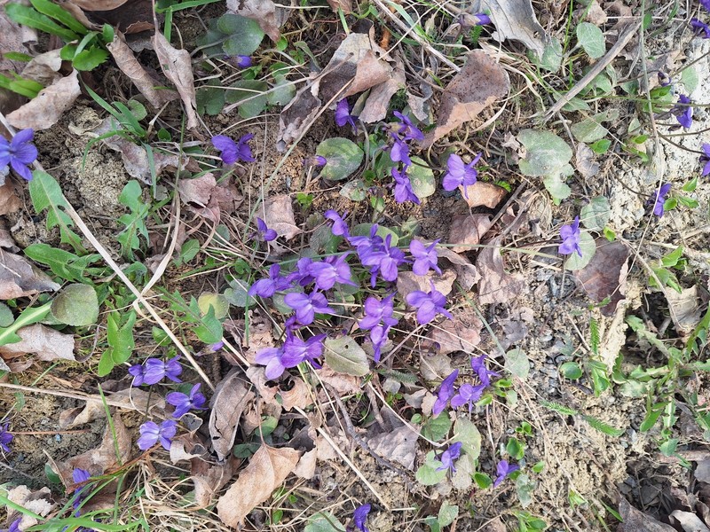 Viola × scabra photo 4