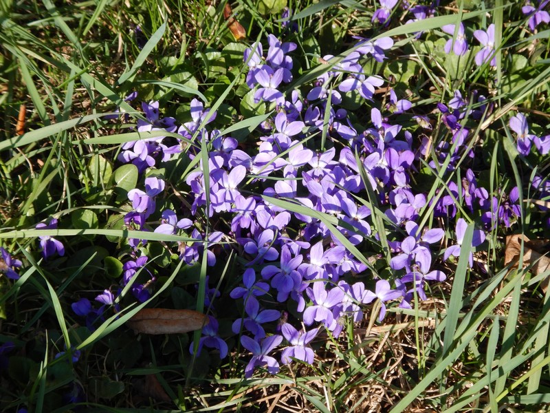 Viola × scabra photo 5