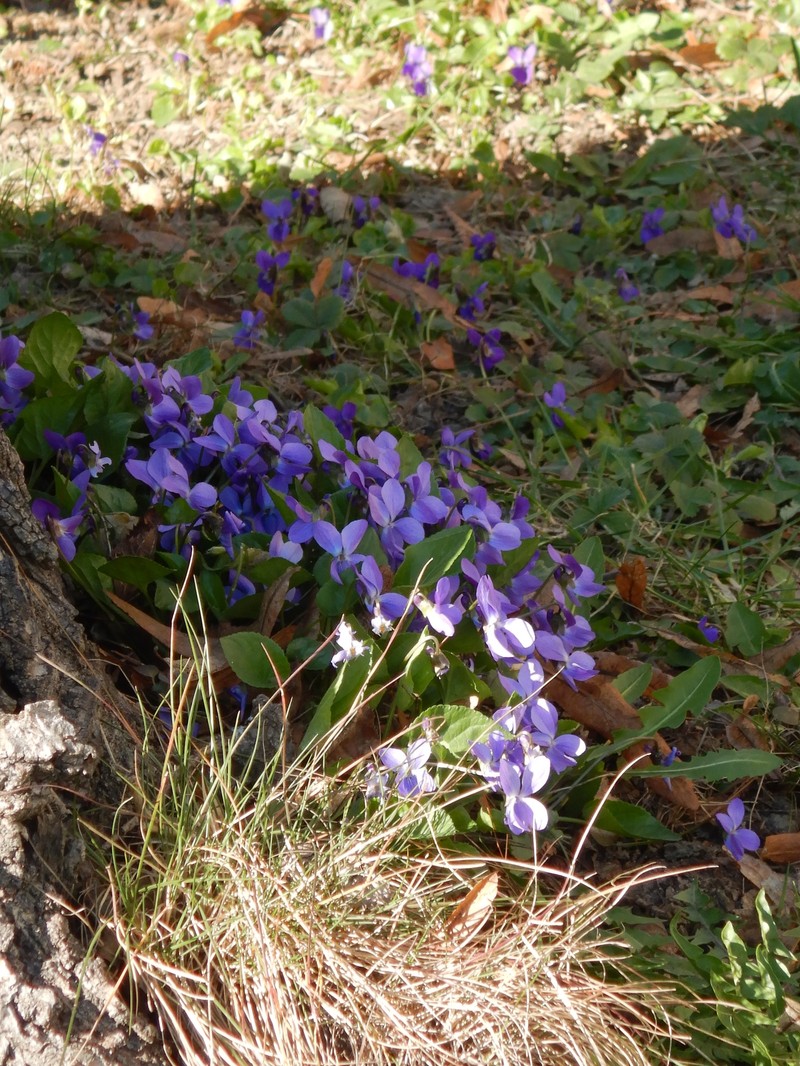 Viola × scabra photo 6