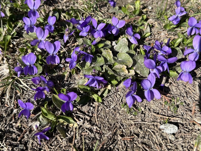 Viola × scabra photo 7