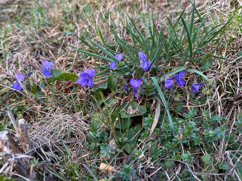 Viola × scabra photo 8