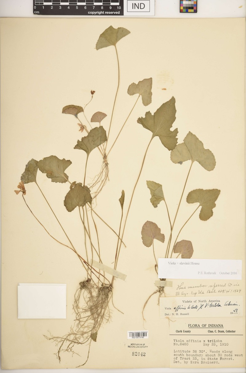 hybrid violet