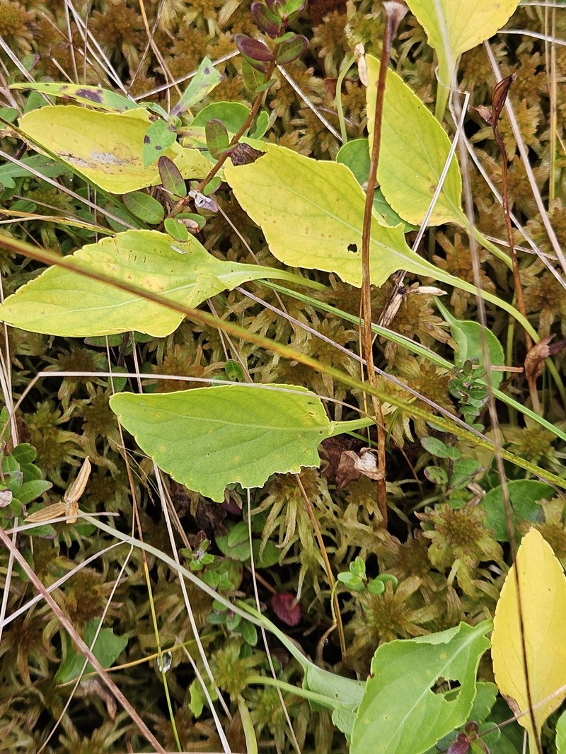 Lanceleaf Violet photo 3