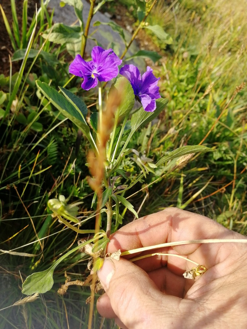 Viola × tigirekica