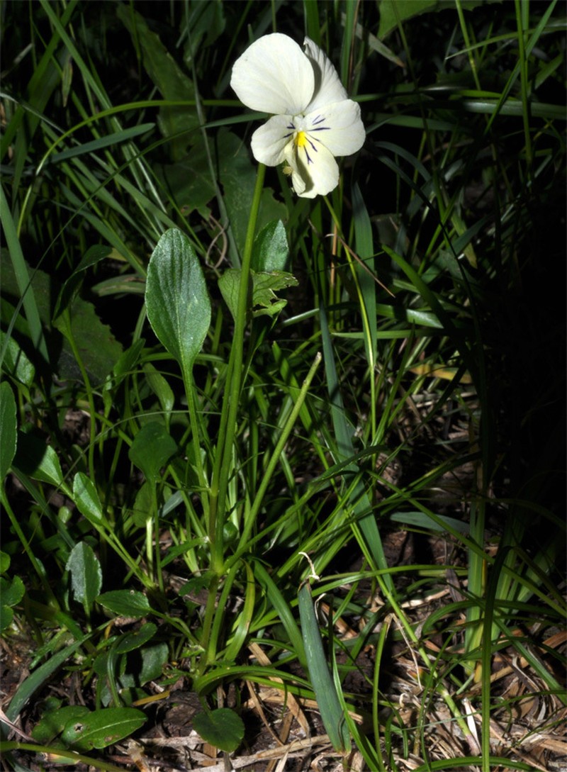 Viola × tigirekica photo 2