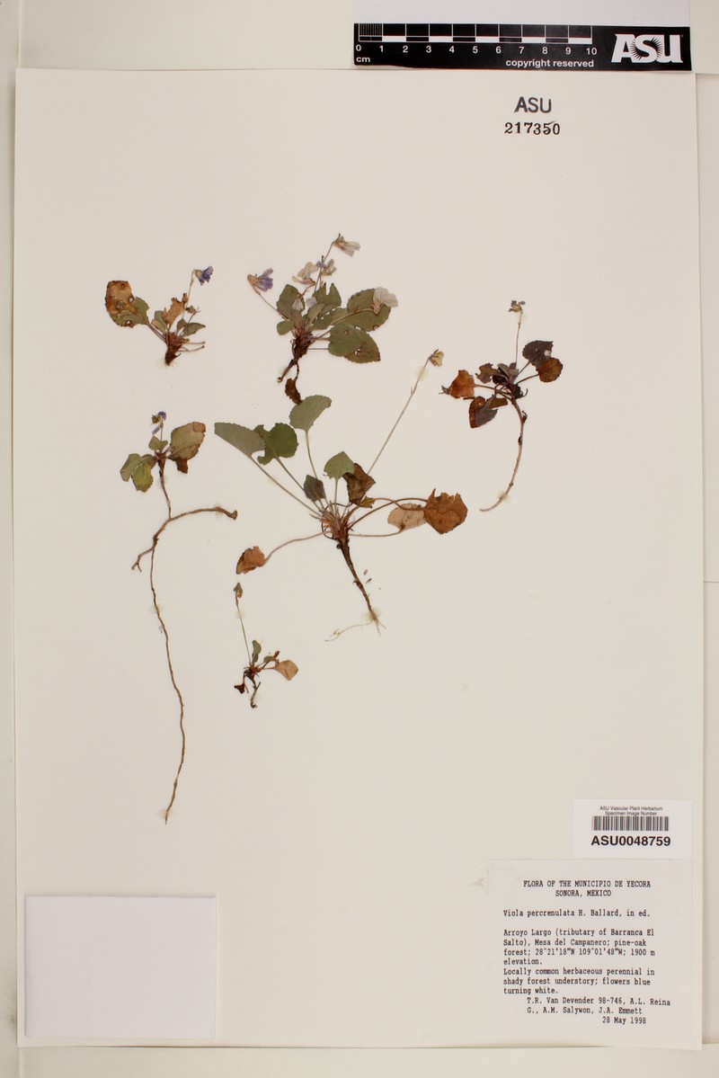 hybrid violet