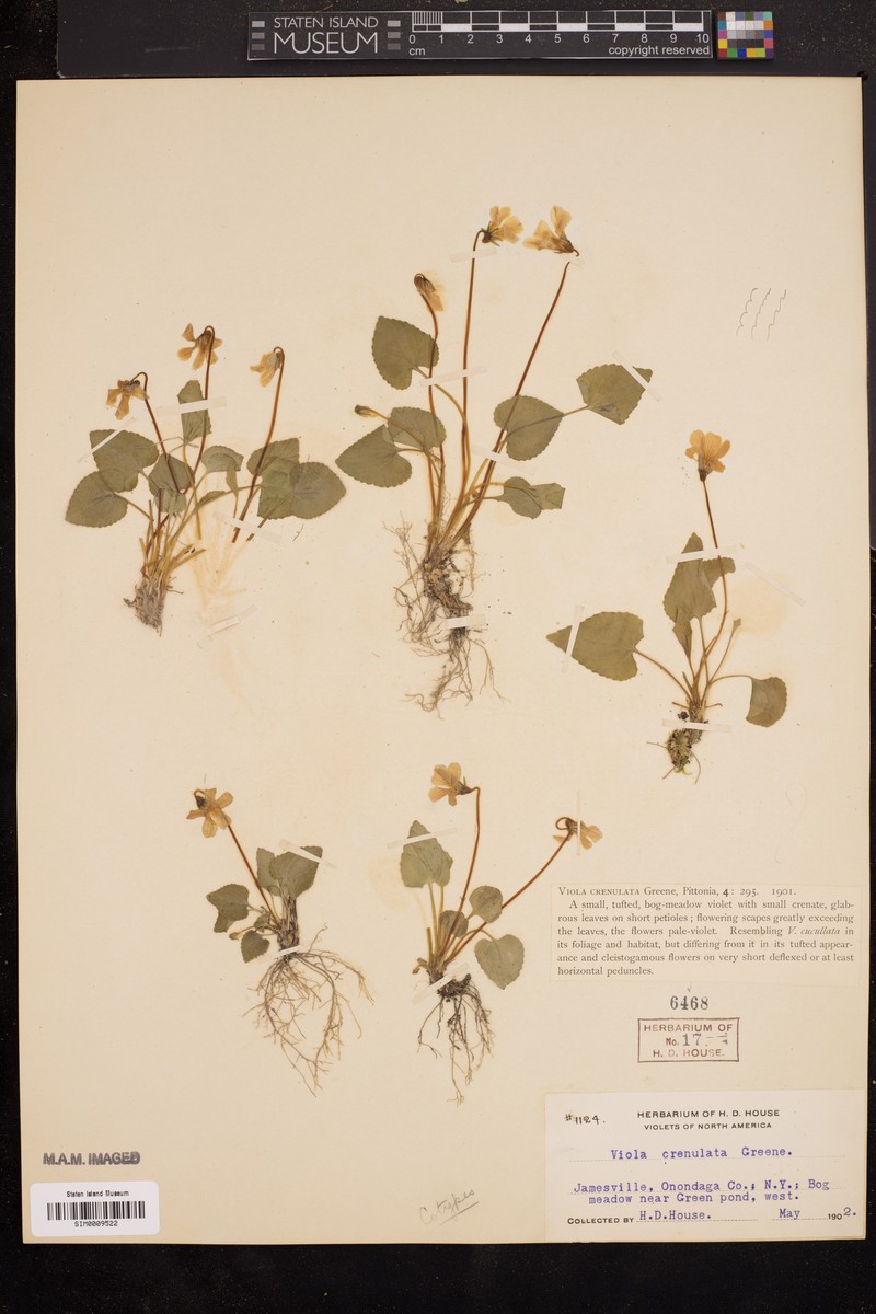 hybrid violet photo 4