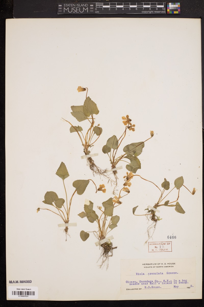 hybrid violet photo 6