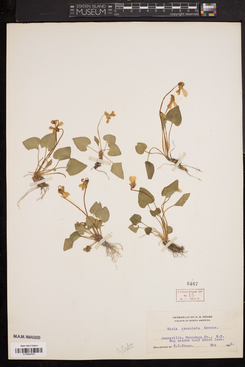 hybrid violet photo 7