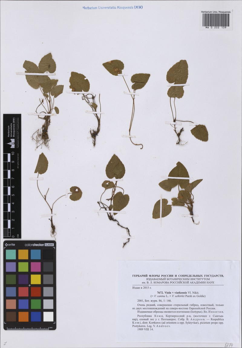 Viola × viatkensis