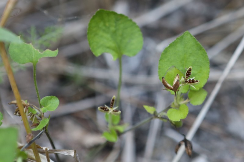 Viola × villaquensis