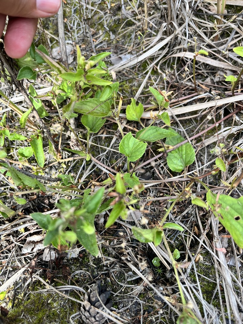 Viola × villaquensis photo 2