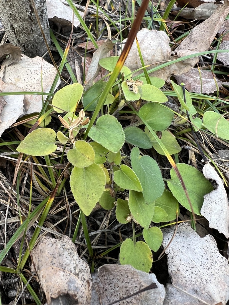 Viola × villaquensis photo 4
